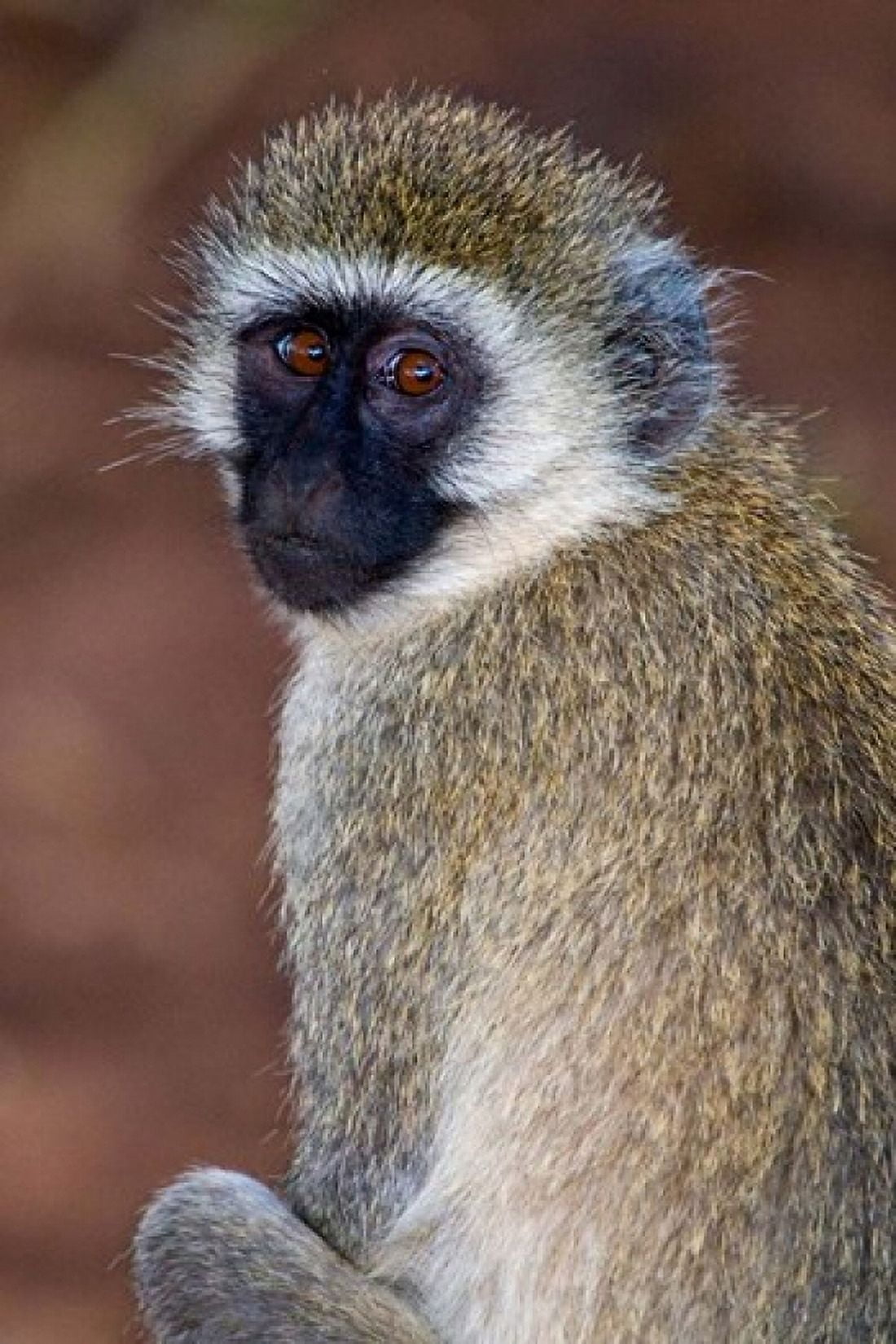 Africa Tanzania Vervet Monkey in Tarangire NP Canvas Art - Ralph H Bendjebar DanitaDelimont (23 x 34)