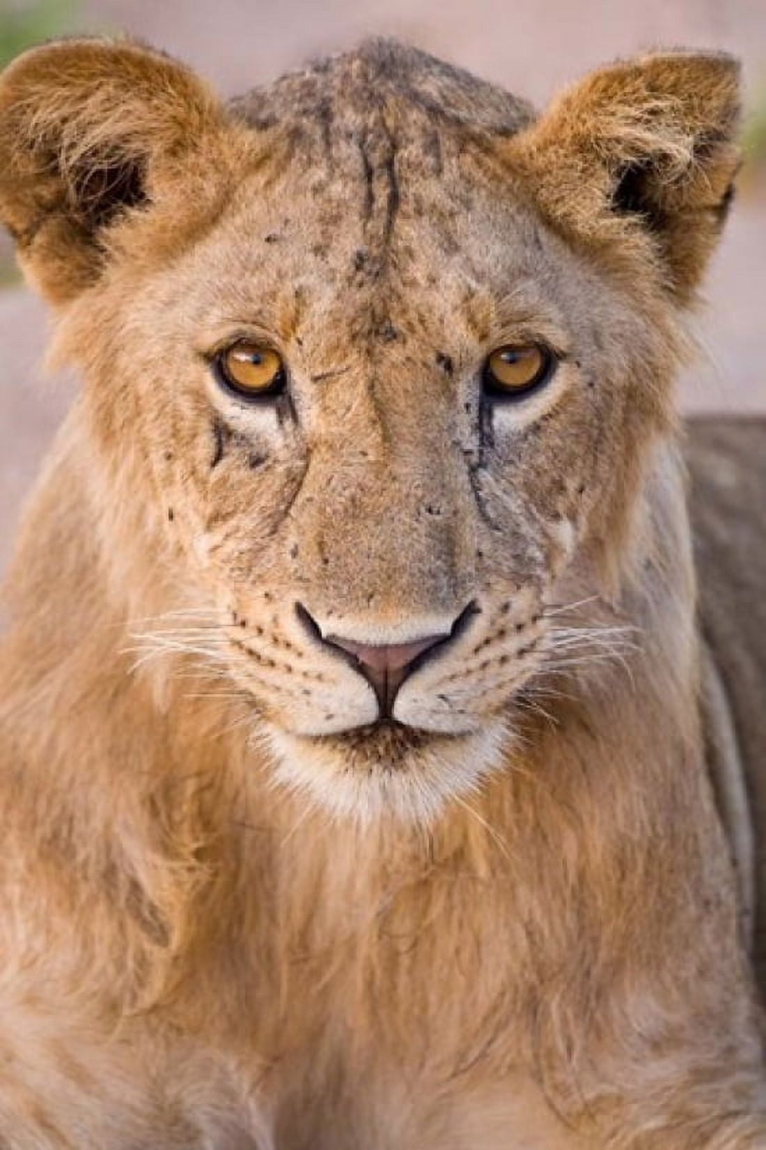 Africa Tanzania Young lion in Tarangire NP Canvas Art - Ralph H Bendjebar DanitaDelimont (23 x 34)