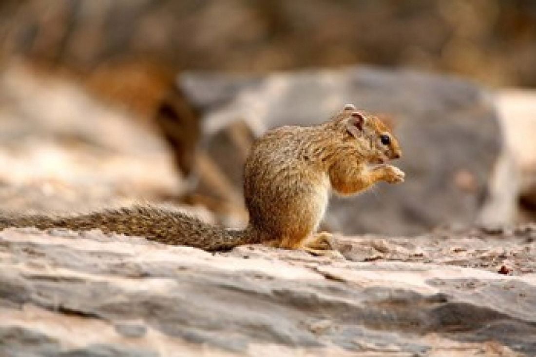 Africa Tree Squirrel feeding on the ground Canvas Art - David Slater DanitaDelimont (34 x 23)