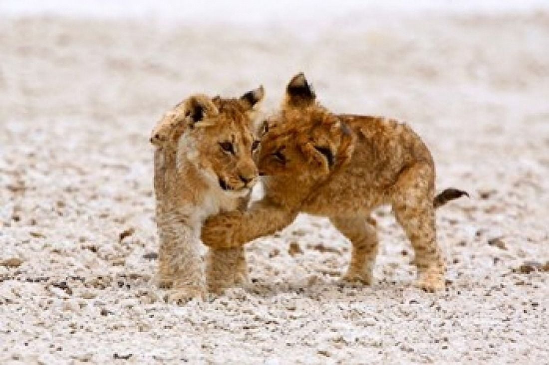 Africa Two lion cubs play fighting on the Etosha Pan Canvas Art - David Slater DanitaDelimont (17 x 11)