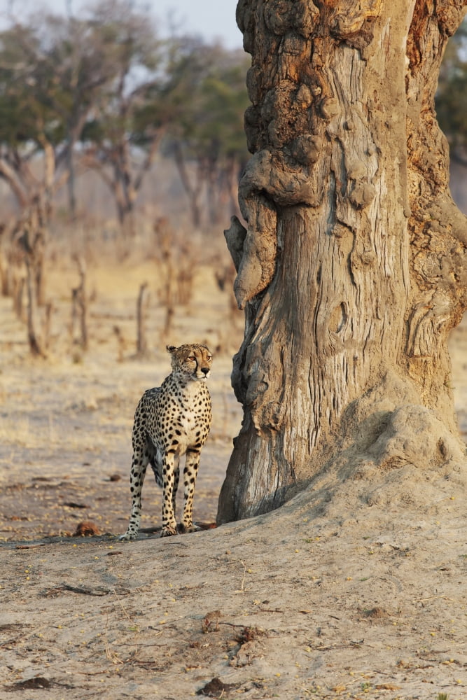 Africa Zimbabwe Hwange National Park On Safari Jaguar By Tree Canvas Art - Christopher Colgate Design Pics (24 x 38)