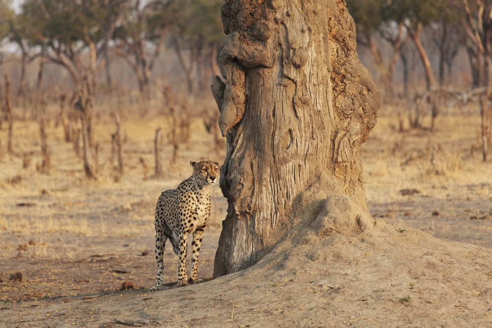 Africa Zimbabwe Hwange National Park On Safari Jaguar By Tree Canvas Art - Christopher Colgate Design Pics (38 x 24)