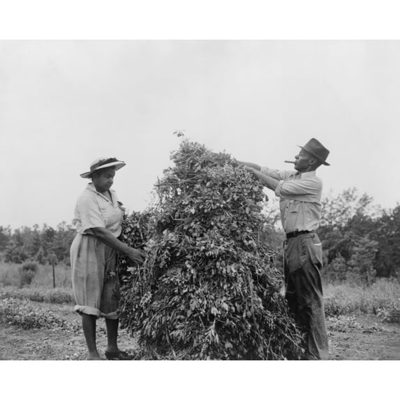 African American Couple Shaking And Stacking Peanuts In Sumter County History (24 x 18)