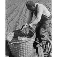 thumbnail image 1 of African American Farmer Planting Cotton In A Plowed Field In Butler County History (24 x 36), 1 of 2