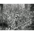 thumbnail image 1 of African American Soldiers On Patrol In Japanese Territory On The Numa-Numa Trail History (24 x 18), 1 of 2