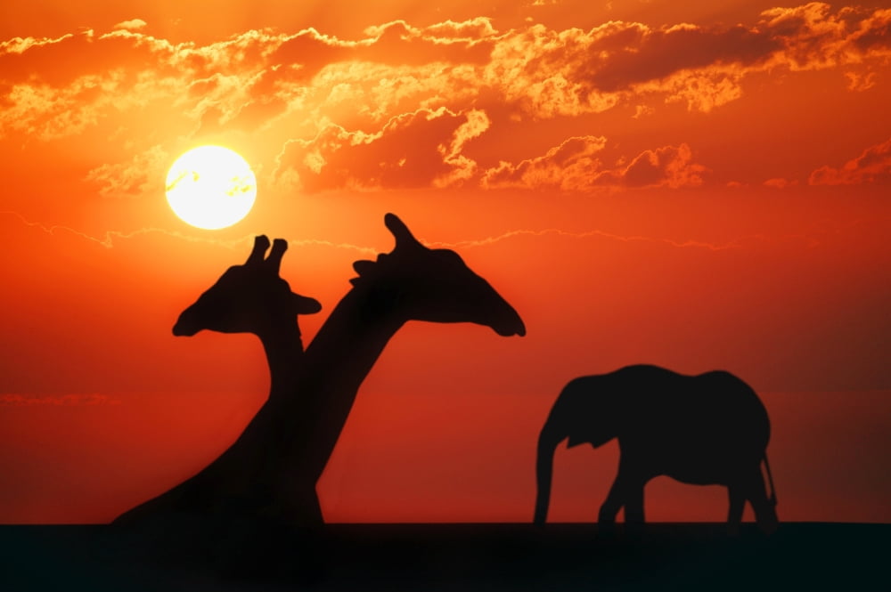 African Animals Canvas Art - Don Hammond Design Pics (17 x 11)