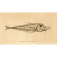 thumbnail image 1 of African Armored Searobin, Peristedion Cataphractum Poster Print By ® Florilegius Mary Evans (24 X 18), 1 of 3