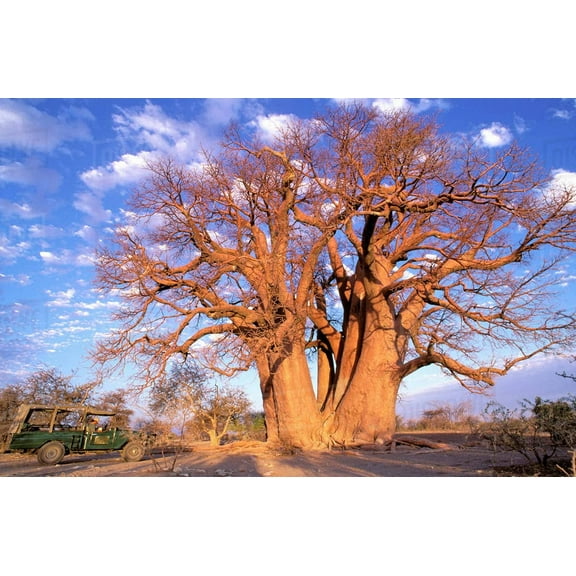 African Baobab Adansonia digitata 10 Seeds