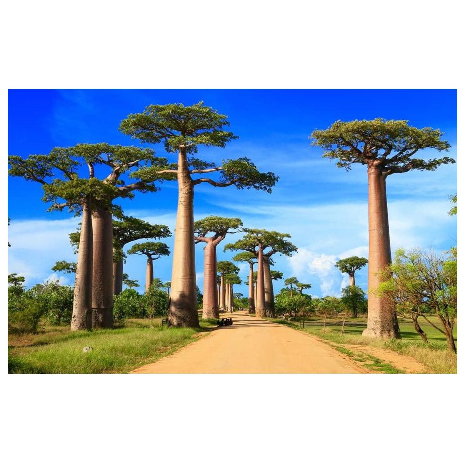 African Baobab Bonsai Tree Seeds 5 Seeds to Grow Highly Prized