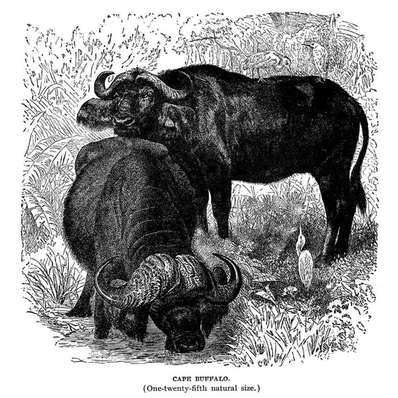 African Buffalo. Ncape Buffalo. Wood Engraving American Late 19Th Century. Poster Print by
