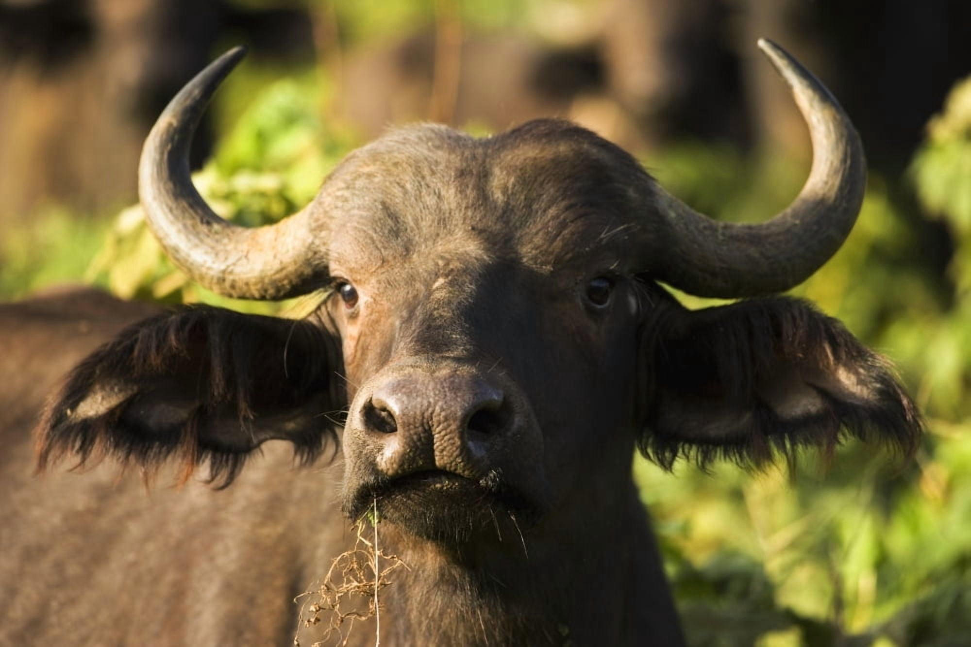 African Buffalo (Syncerus Caffer) Canvas Art - Carson Ganci Design Pics (38 x 24)
