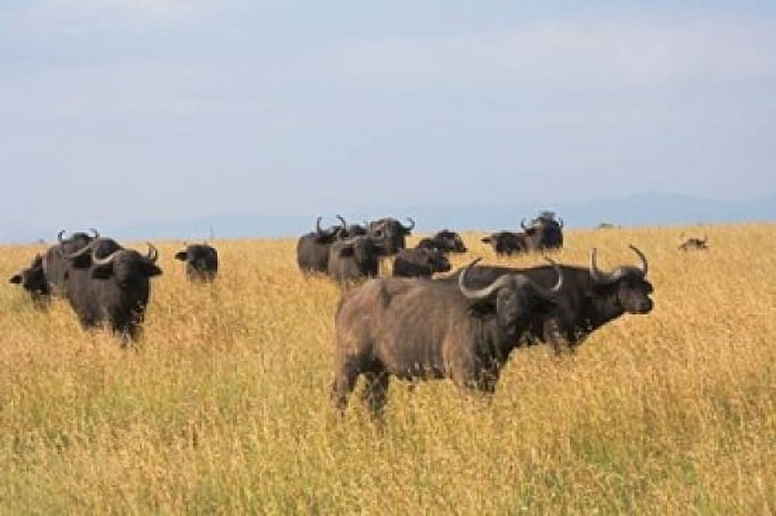 African Buffalo (Syncerus caffer) Mount Kenya National Park Kenya Canvas Art - Keren Su DanitaDelimont (24 x 15)