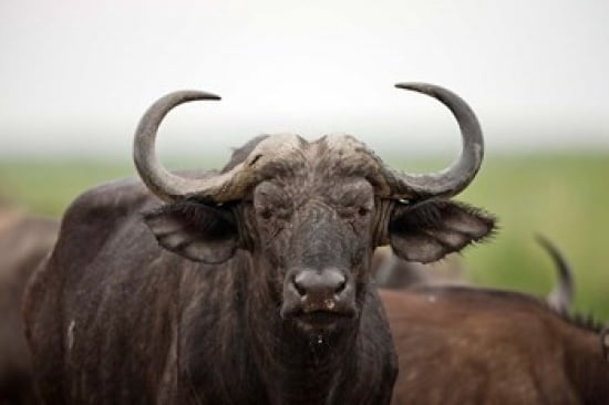 African Buffalo wildlife Uganda Canvas Art - Martin Zwick DanitaDelimont (19 x 12)