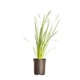 thumbnail image 1 of Expert Gardener African Butterfly Iris (2.5 Quart) Yellow Blooming Evergreen Perennial - Full Sun Live Outdoor Plant, 1 of 6