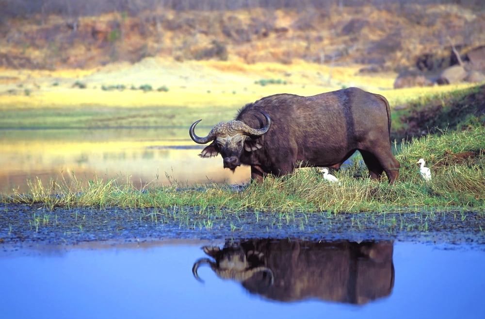 African Cape Buffalo Photographed At Lake Kariba Zimbabwe Canvas Art - John Pitcher Design Pics (34 x 22)