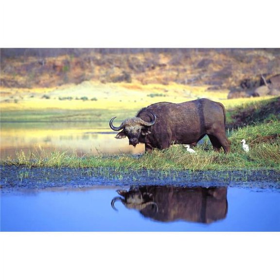 African Cape Buffalo Photographed At Lake Kariba Zimbabwe Poster Print by John Pitcher - 17 x 11