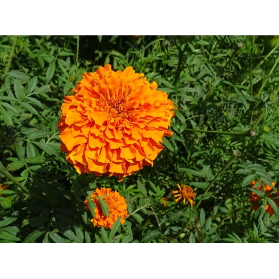 African Crackerjack Marigold/ Annual/ Full Sun/600 Seeds 2 Grams/ Zellajake Farm and Garden - B244