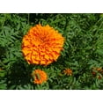 thumbnail image 1 of African Crackerjack Marigold/ Annual/ Full Sun/ 8500 Seeds 1 oz/ Zellajake Farm and Garden - B244, 1 of 4
