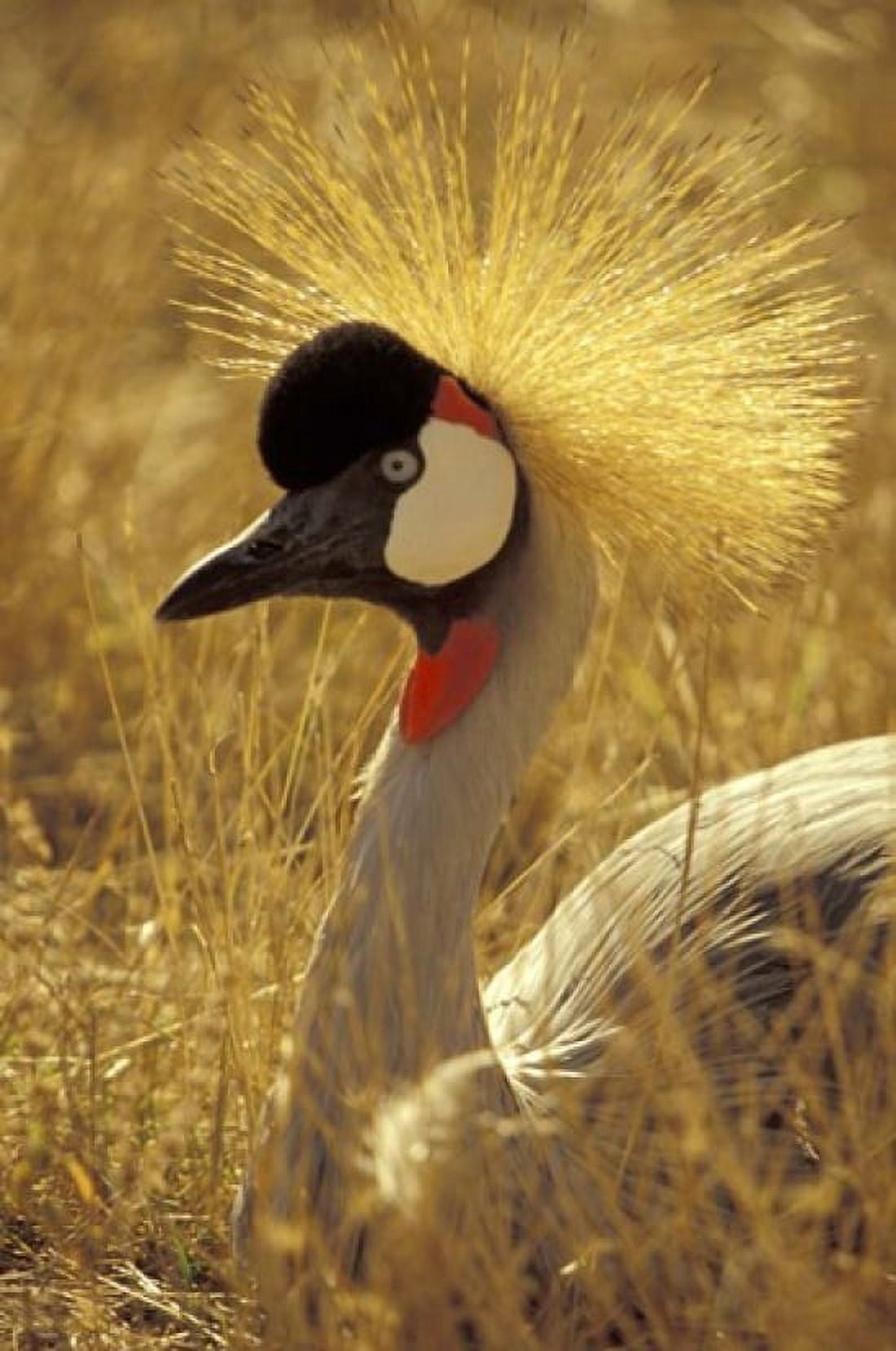 African Crowned Crane South Africa Canvas Art - Michele Westmorland DanitaDelimont (24 x 36)