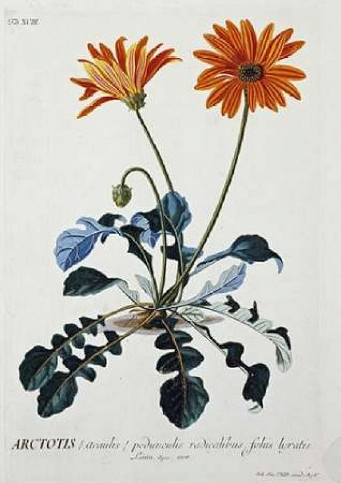 African Daisy Canvas Art - George Dionysius Ehret (20 x 28)