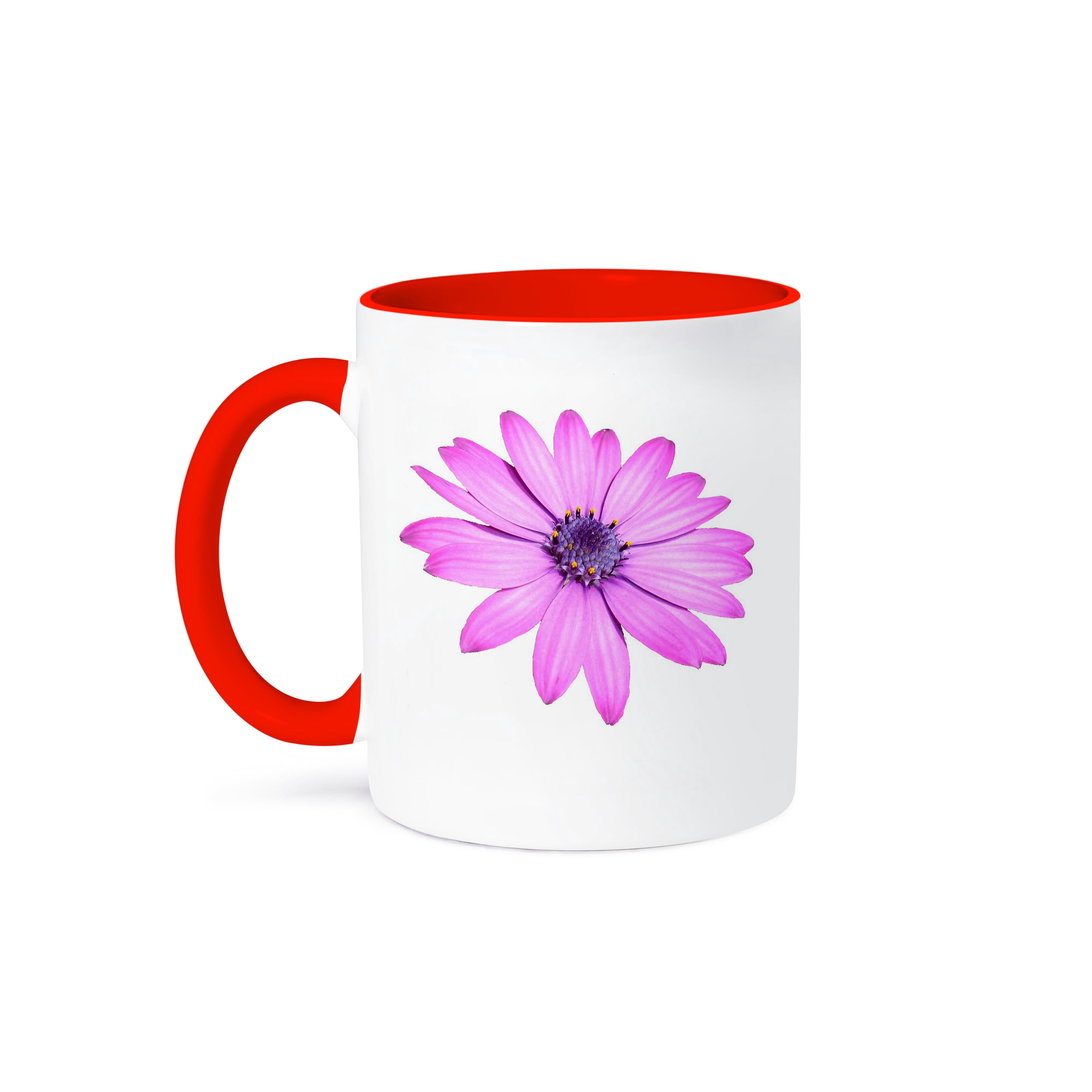 3dRose, African Daisy- birthday, daisy, south african daisy, cape daisy ...