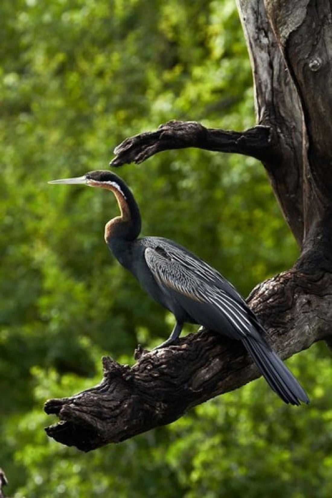 African Darter perched Chobe NP Kasane Botswana Africa Canvas Art - David Wall DanitaDelimont (12 x 17)