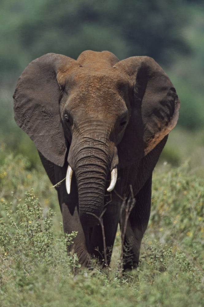 African Elephant Africa Canvas Art - David Ponton Design Pics (24 x 38)