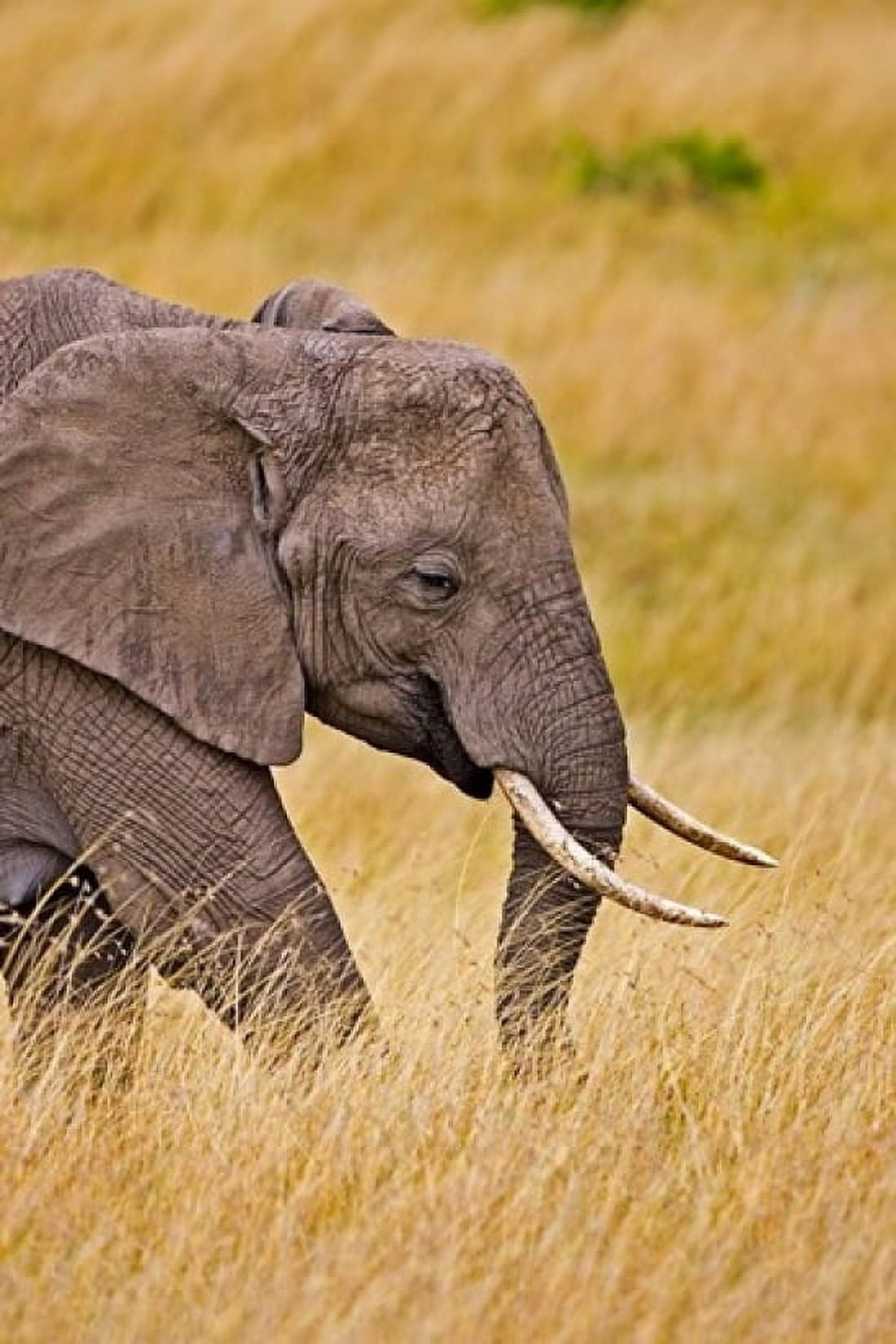 African Elephant Grazing Maasai Mara Kenya Canvas Art - Joe Restuccia III DanitaDelimont (11 x 17)