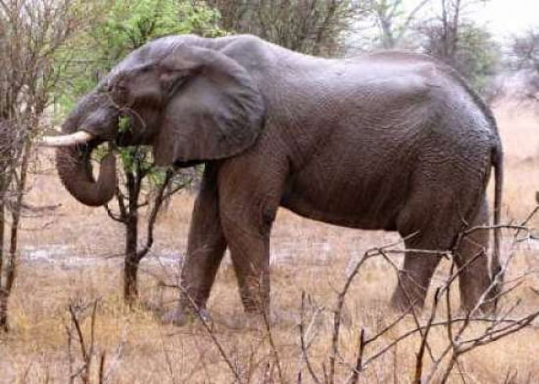 African Elephant I Canvas Art - Dana Underdahl (20 x 28)