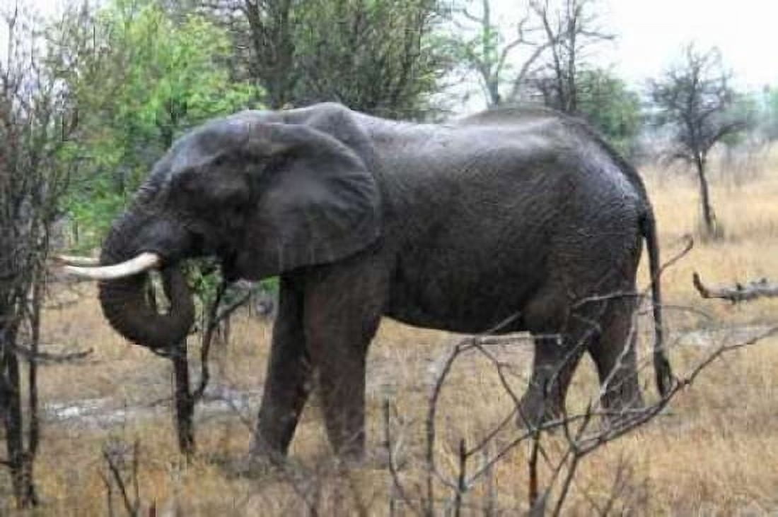 African Elephant II Canvas Art - Dana Underdahl (20 x 28)