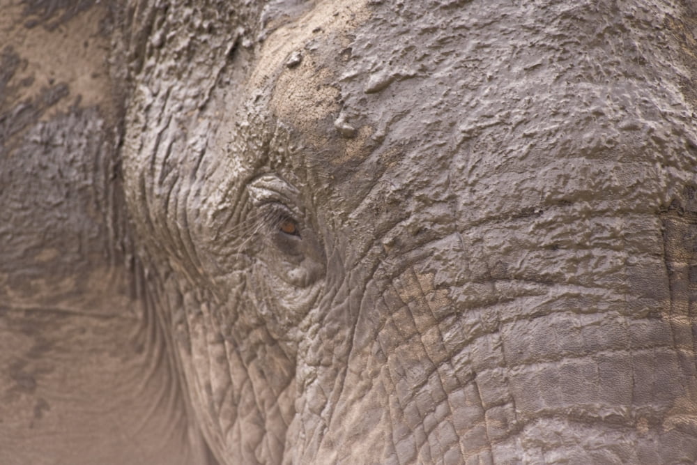 African Elephant (Loxodonta Africana) Arathusa Safari Lodge Sabi Sand Reserve Mpumalanga South Africa Africa Canvas Art - Stuart Westmorland Design Pics (36 x 24)