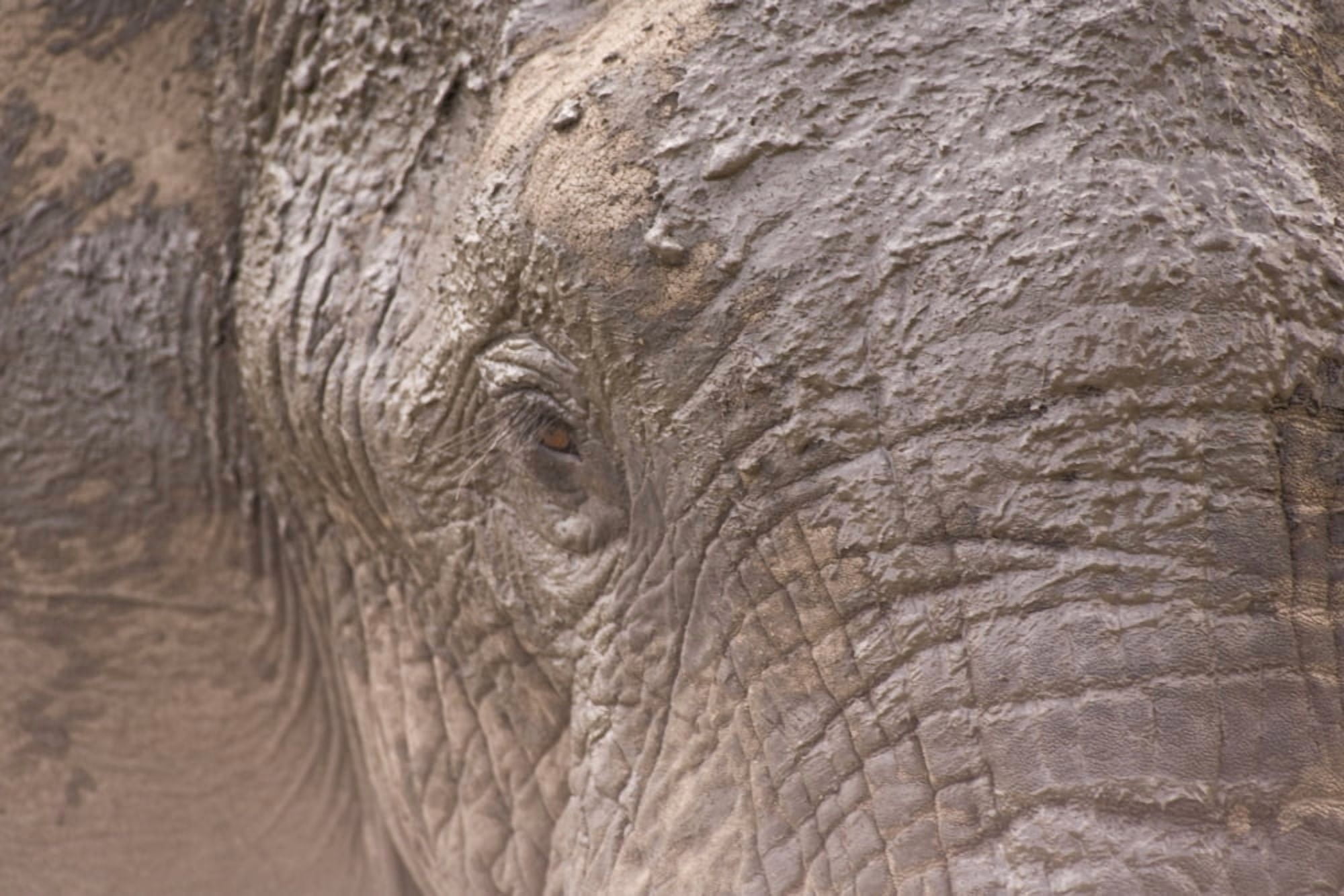 African Elephant (Loxodonta Africana) Arathusa Safari Lodge Sabi Sand Reserve Mpumalanga South Africa Africa Canvas Art - Stuart Westmorland  Design Pics (18 x 12)