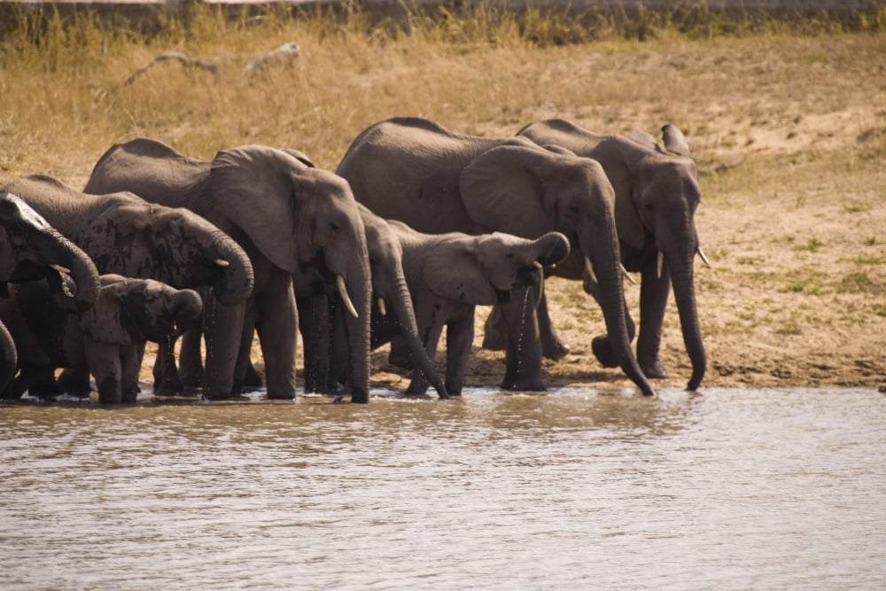African Elephant (Loxodonta Africana) Arathusa Safari Lodge Sabi Sand Reserve Mpumalanga South Africa Africa Canvas Art - Stuart Westmorland Design Pics (36 x 24)