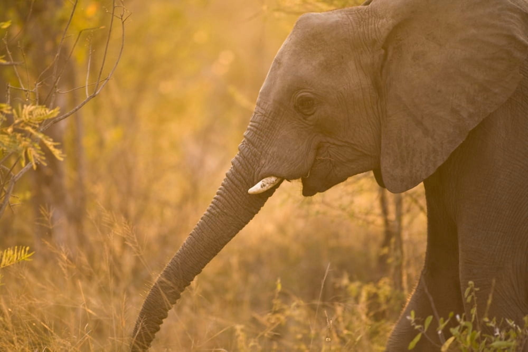 African Elephant (Loxodonta Africana) Arathusa Safari Lodge Sabi Sand Reserve Mpumalanga South Africa Canvas Art - Stuart Westmorland Design Pics (18 x 12)