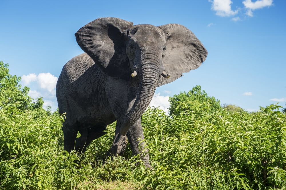 African Elephant (Loxodonta) Chobe National Park Kasane Botswana Canvas Art - Remsberg Inc Design Pics (38 x 24)
