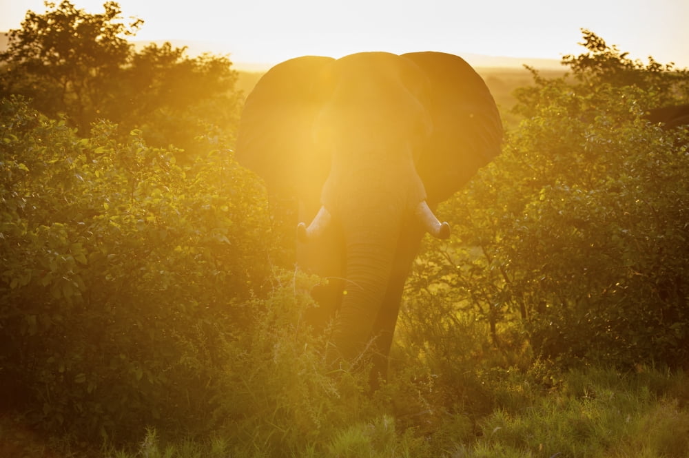 African Elephant (Loxodonta) Kruger National Park South Africa Canvas Art - Remsberg Inc Design Pics (19 x 12)