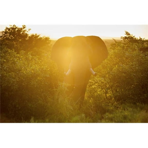 African Elephant Loxodonta Kruger National Park - South Africa Poster Print - 19 x 12 in.