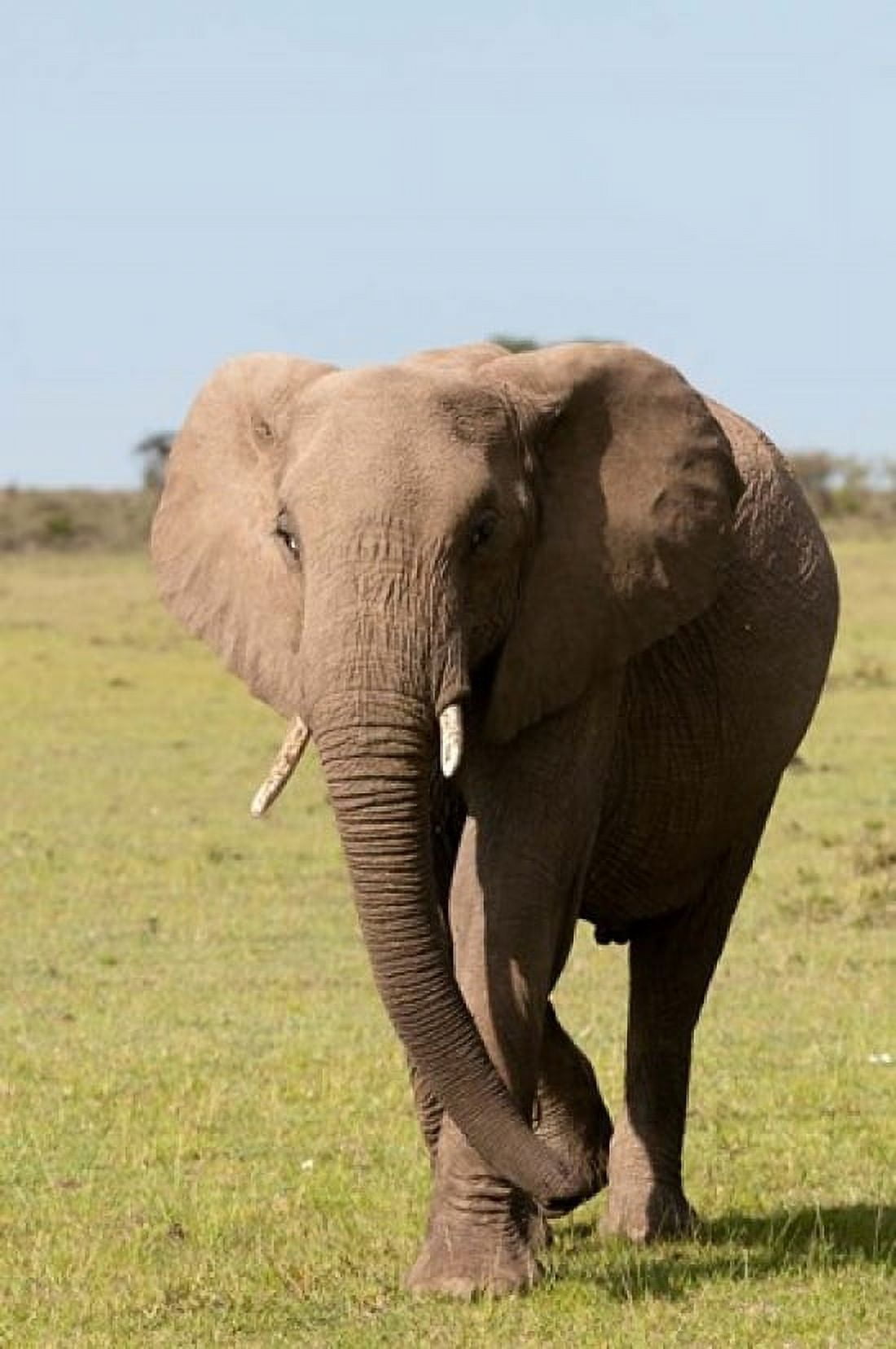 African Elephant Maasai Mara Kenya Canvas Art - Sergio Pitamitz DanitaDelimont (11 x 17)
