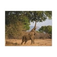 thumbnail image 1 of African Elephant Reaching Food Using Trunk Hungry African Elephant Outdoor Wall Art Ready to Hang Unframed, 1 of 18