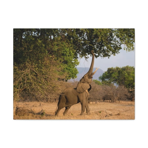 African Elephant Reaching Food Using Trunk Hungry African Elephant Outdoor Wall Art Ready to Hang Unframed