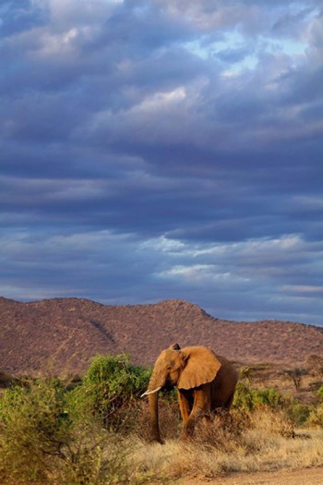 African Elephant Samburu Game Reserve Kenya Canvas Art - Adam Jones DanitaDelimont (23 x 35)