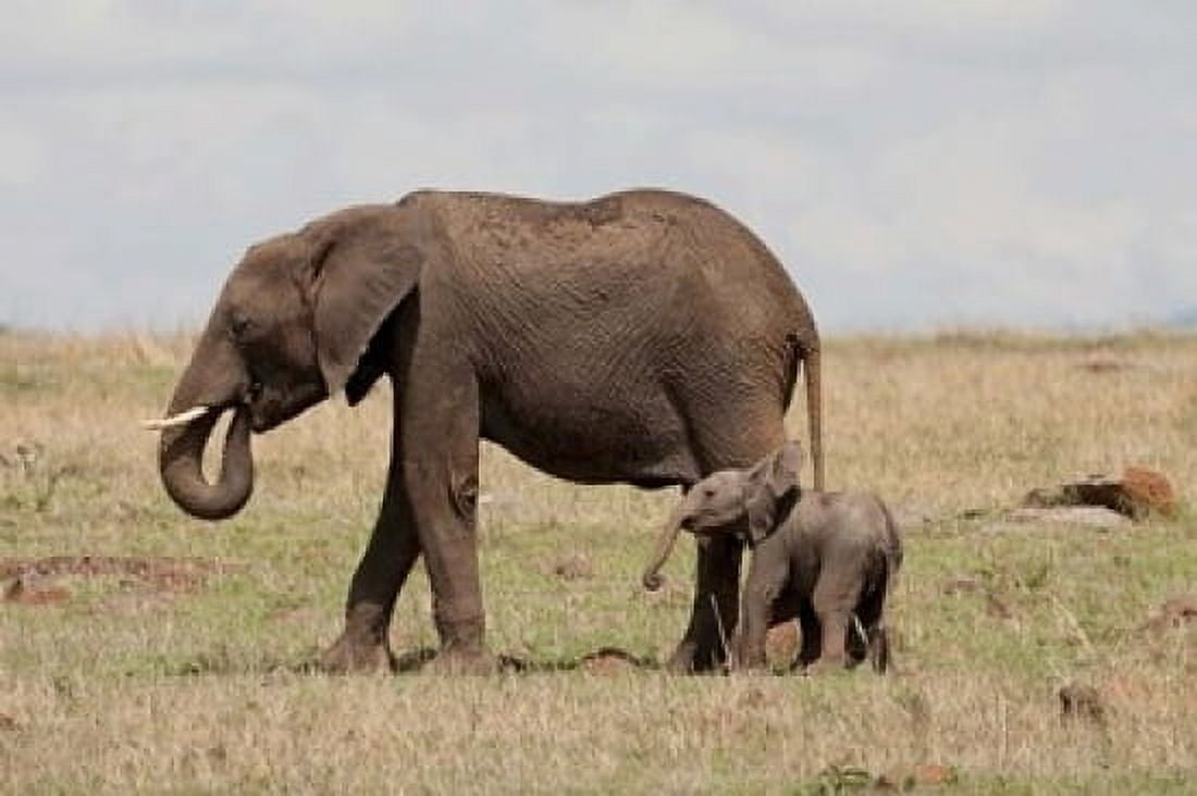 African Elephant With Baby Maasai Mara Game Reserve Kenya Canvas Art - Joe & Mary Ann McDonald DanitaDelimont (36 x 24)