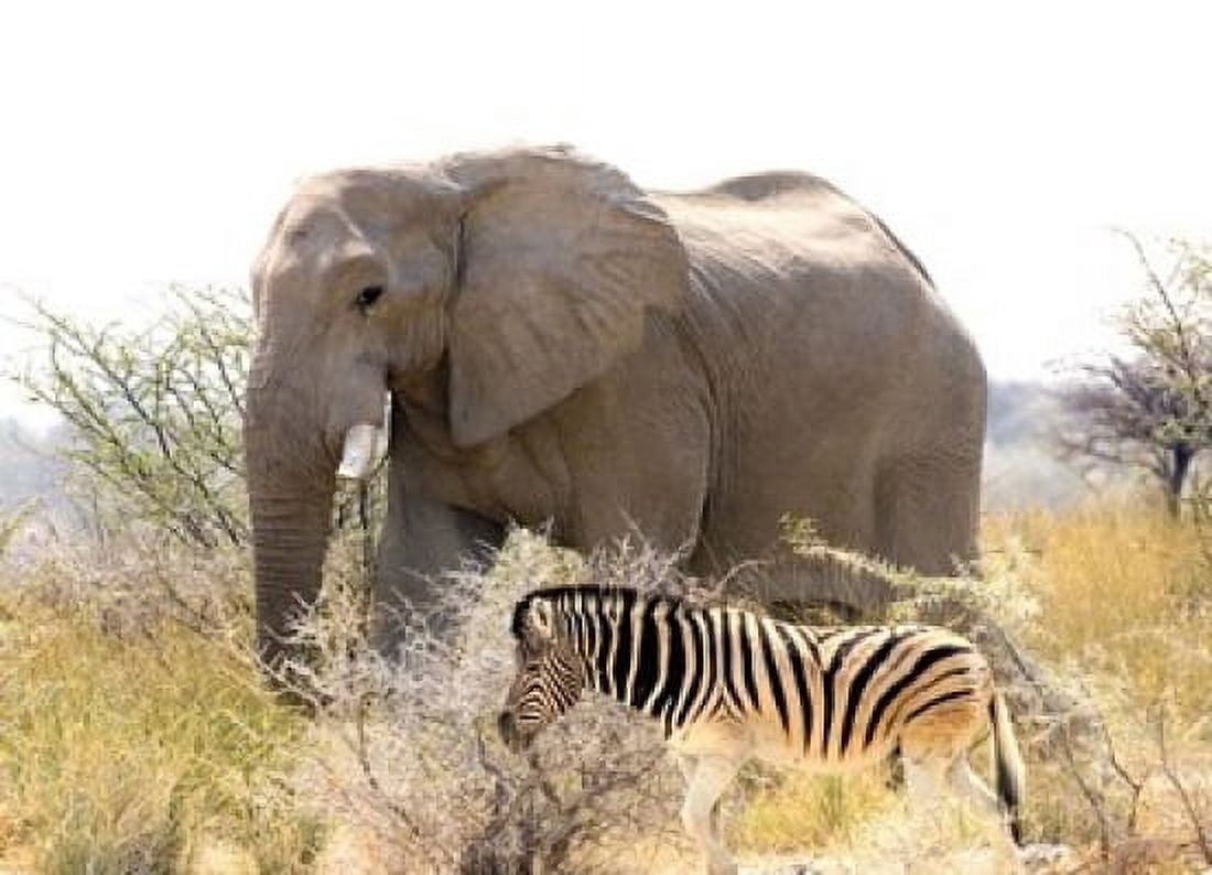 African Elephant and Zebra at Namutoni Resort Namibia Canvas Art - Joe Restuccia III DanitaDelimont (36 x 26)