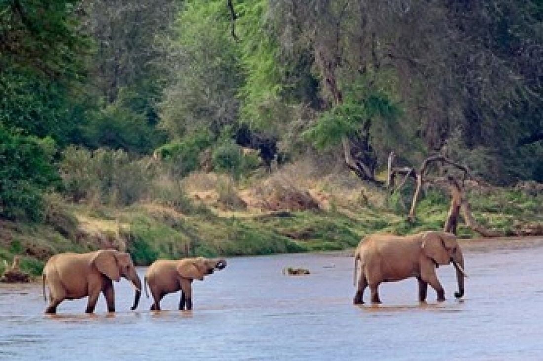 African Elephant crossing Samburu Game Reserve Kenya Canvas Art - Adam Jones DanitaDelimont (24 x 15)