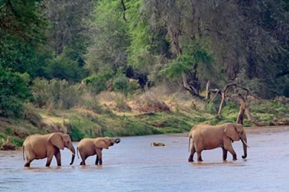 African Elephant crossing Samburu Game Reserve Kenya Canvas Art - Adam Jones DanitaDelimont (35 x 23)