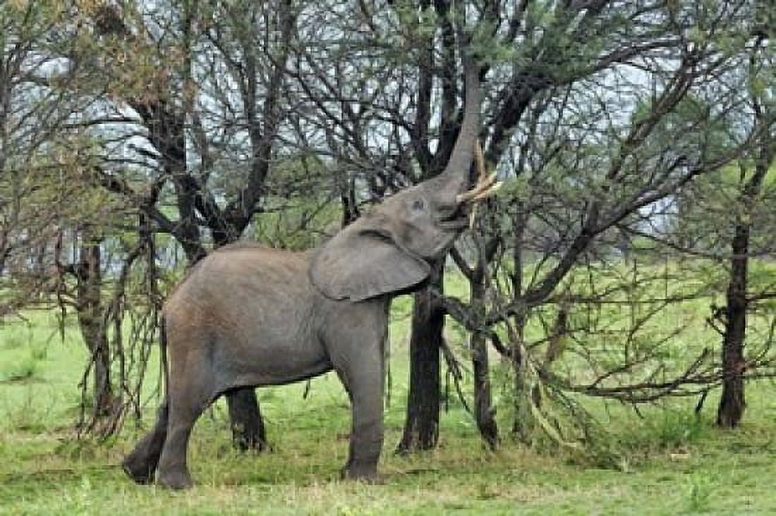 African Elephant feeding on Tree bark Serengeti National Park Tanzania Canvas Art - Adam Jones DanitaDelimont (35 x 23)