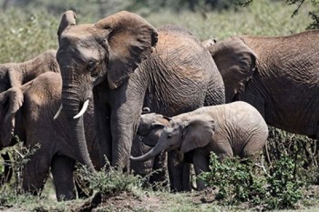 African Elephant herd with babies Maasai Mara Kenya Canvas Art - Adam Jones DanitaDelimont (24 x 15)