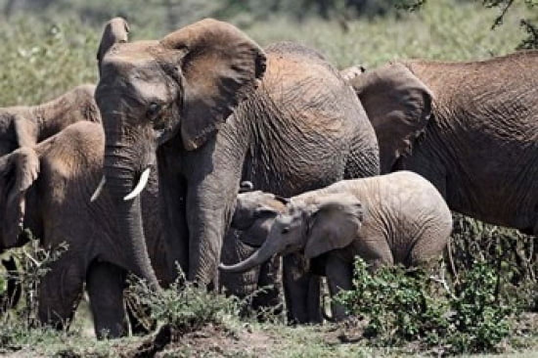 African Elephant herd with babies Maasai Mara Kenya Canvas Art - Adam Jones DanitaDelimont (35 x 23)