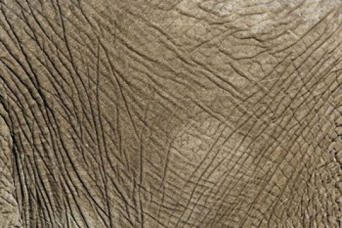 African Elephant skin Masai Mara Kenya Canvas Art - Adam Jones DanitaDelimont (24 x 15)