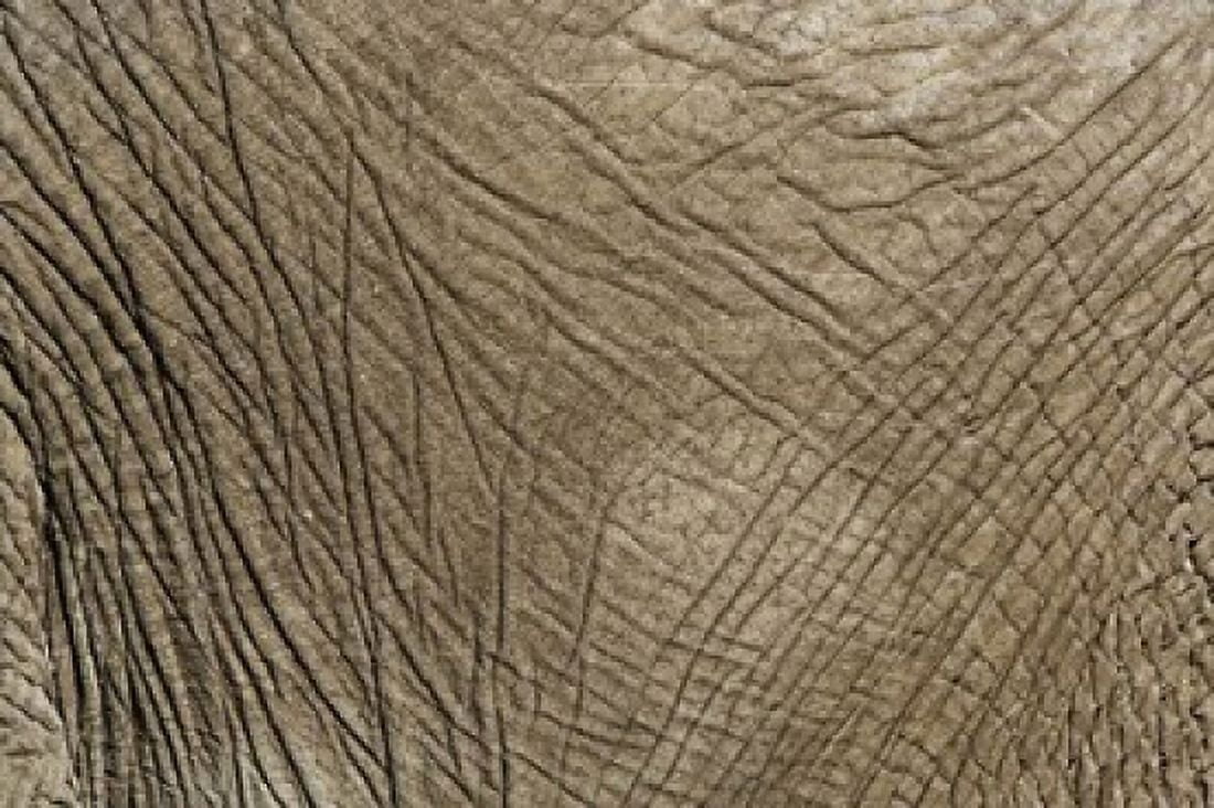 African Elephant skin Masai Mara Kenya Canvas Art - Adam Jones DanitaDelimont (35 x 24)